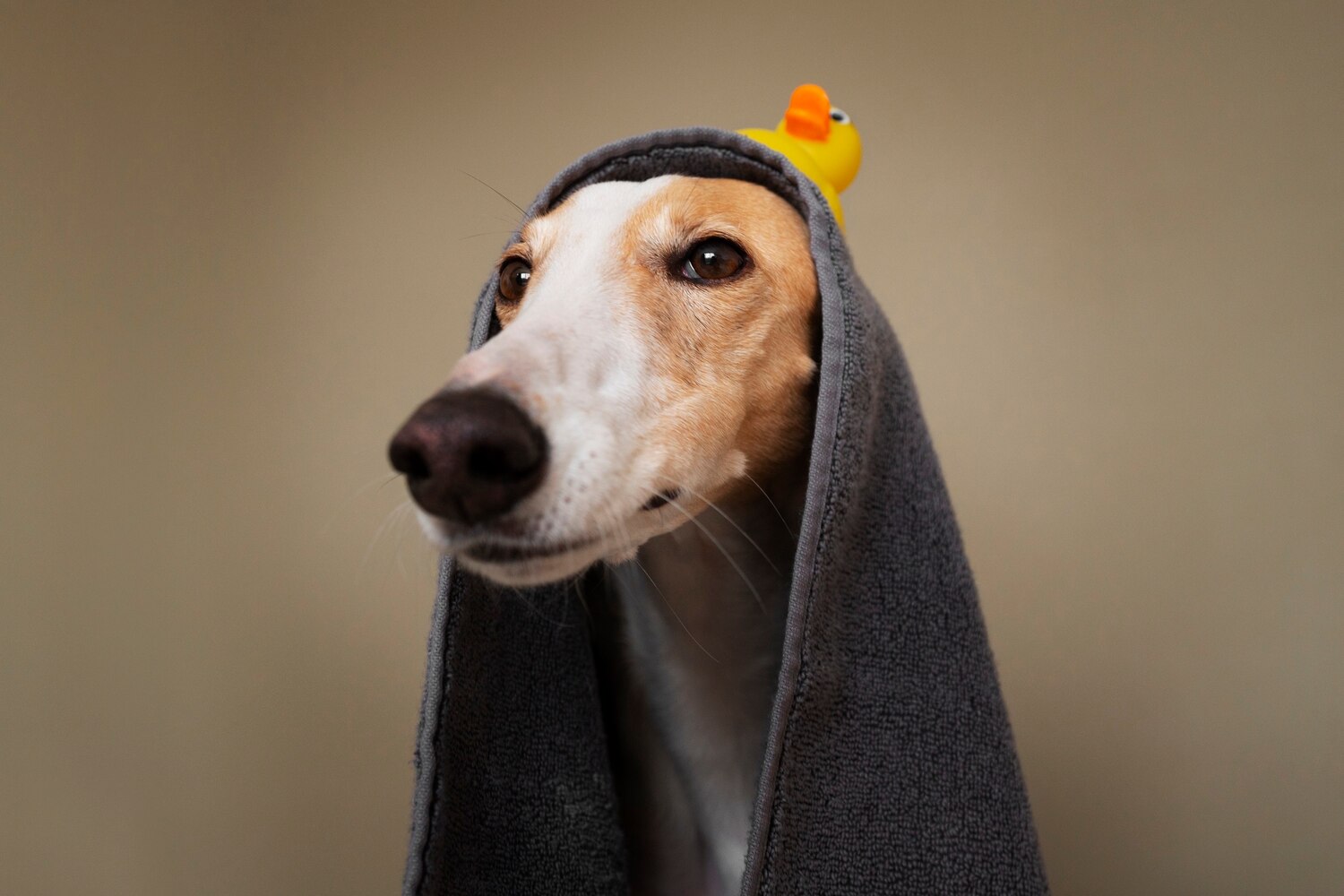 Собака с полотенцем после купания