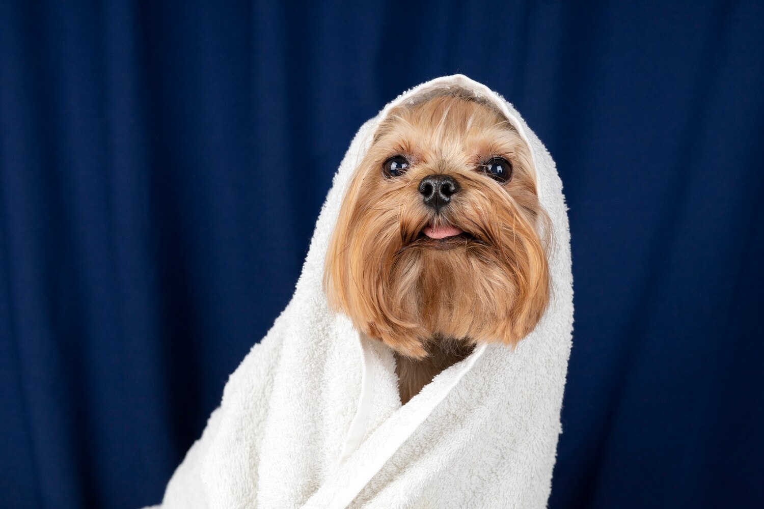 Портрет питомца