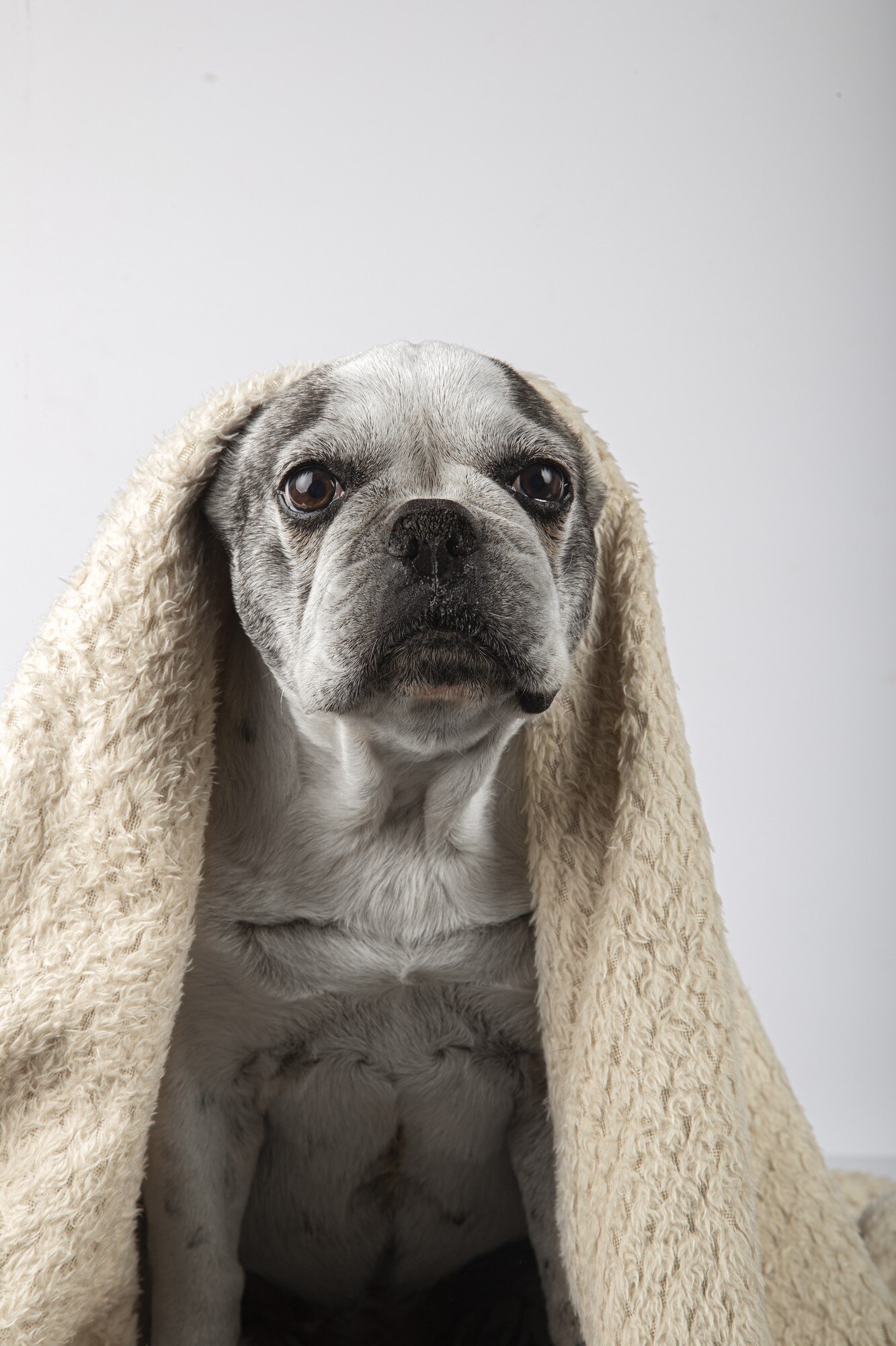 Французский бульдог в пледе